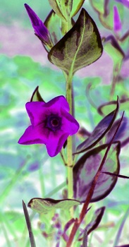 F 044D